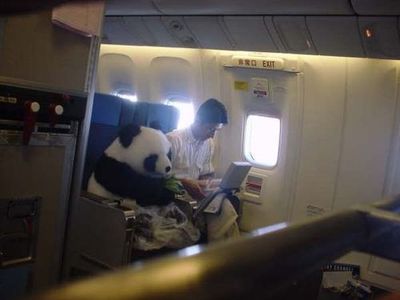 Panda on a Plane